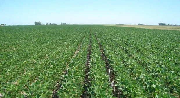 campo-venta-la-toma-campo-25-ha-con-mejoras